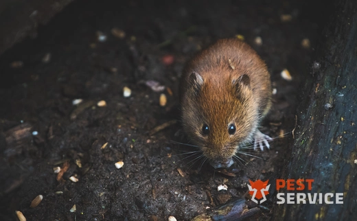 Дератизация в Архангельске